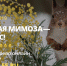 “Лучшая мимоза — это лес” в Международный женский день - Открытые НКО