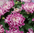 chrysanthemums-bouquet-74949_960_720 - РИА 7 Новостей