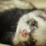 rabstol_net_ferret_11 - РИА 7 Новостей