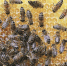 bees-2438361_640 - Рязанские ведомости