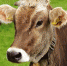 cow-3089259_640 - Рязанские ведомости