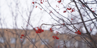 img - ТКР