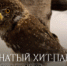 Международный день птиц - Музей-заповедник Рязанский кремль