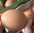 Куриные яйца не покупаю больше года: от этих 5 продуктов советуют отказаться ученые. А мы их едим каждый день и детям даем - ProGorod62.Ru