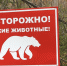 Медвежонка заметили рядом с клепиковской деревней Аристово - Комсомольская Правда