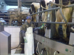 «Успешное хозяйство складывается из четырёх букв «К»: Карим Кулибеков — о том, как работают современные молочные роботизированные фермы В его работе роботы и коровы «встречаются» в единой плоскости. Звучит футуристично, однако, это наша реальность!