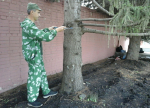 Проведено обследование елей у вечного огня в городе Скопин