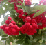 IMG_20220903_121425[1] - Рязанские ведомости