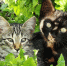 1916 кошек и собак привили от бешенства захаровские ветврачи в 20 - RyazPressa.Ru