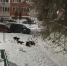 В Рязани бездомные собаки загрызли йоркширского терьера - ГТРК ОКА