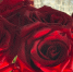 H0shk6rXF36VCLm9TPN3c7EmhNtiOy61vi_yNfgZse_ttVcd0vUOStrYUARGff-mDwKttGJyoa7GdUD8TFbvmSvX - Рязанские ведомости