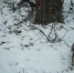 Фото: группа «Окский государственный природный заповедник» в соцсети «ВКонтакте» - ИА МедиаРязань