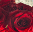 D0DmXdhktBKhD_XkN0i3H_lFvZA0fELekjXlcOMZu-219Rjrbc0QgH9rsPKrPUoa_Rs0R837t4IJRHmN9c_yFoUF - Рязанские ведомости