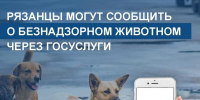 Рязанцы могут сообщать о безнадзорных животных онлайн - ИА МедиаРязань