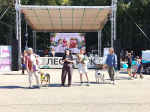 В Рязани уже десять лет пристраивают животных в формате праздника